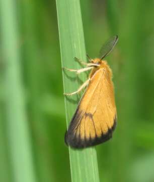 Слика од Pseudobazisa perculta Distant 1897