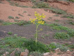 صورة Ferula lancerottensis Parl. ex Hartung