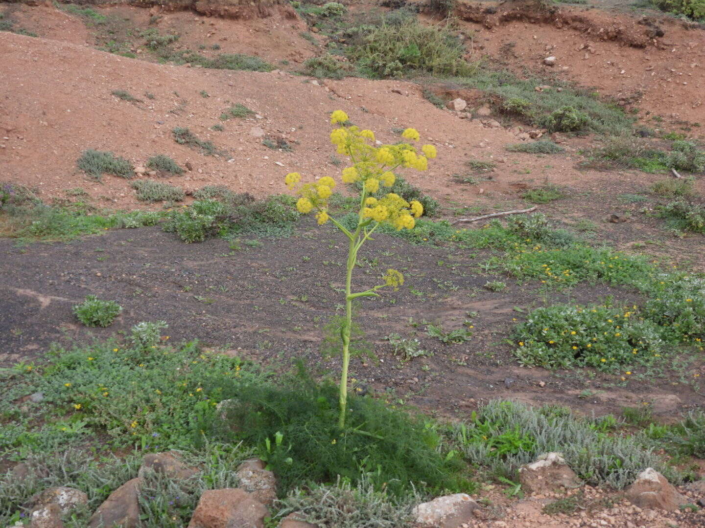 صورة Ferula lancerottensis Parl. ex Hartung