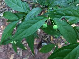 Pombalia bigibbosa (A. St.-Hil.) Paula-Souza resmi