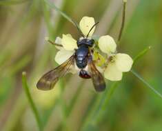 Image of Andrena scita Eversmann 1852