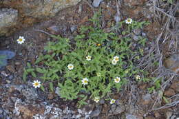 Imagem de Zinnia angustifolia var. littoralis (B. L. Rob. & Greenm.) B. L. Turner