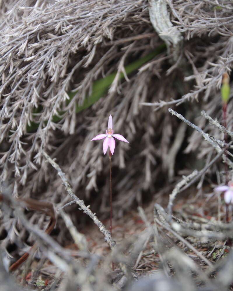 Image of Fairy orchid