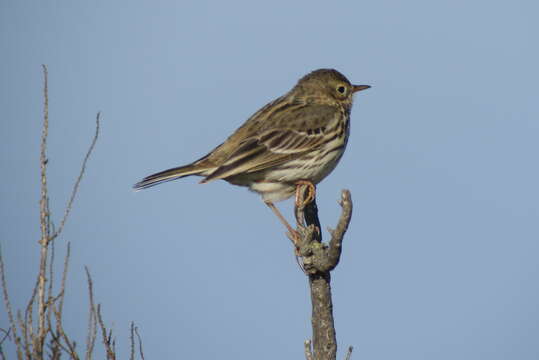 Image of Meadow Pipit