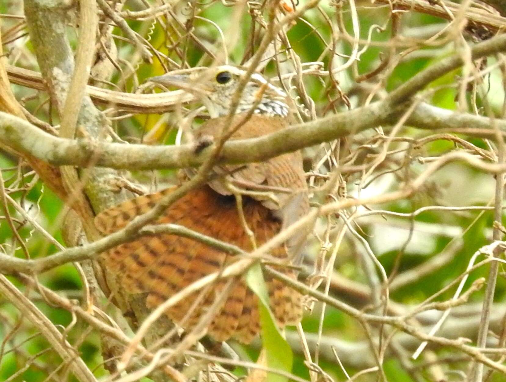 Image of Sinaloa Wren