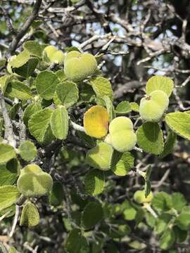 Image of Bernardia viridis Millsp.