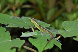 Image of China Grass Lizard