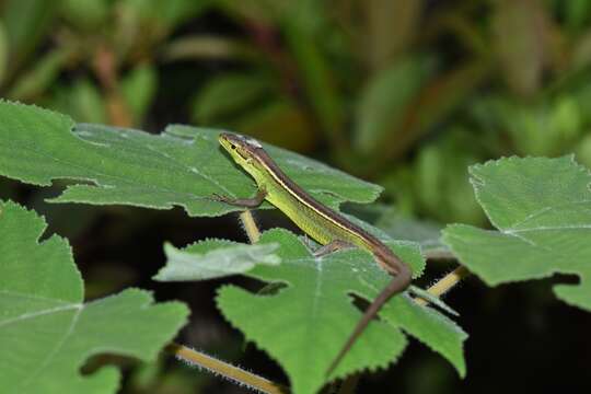 Image of China Grass Lizard