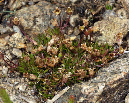 Image of Bog Stitchwort