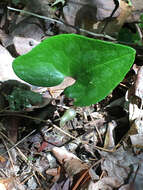 Image of Hexastylis arifolia var. arifolia