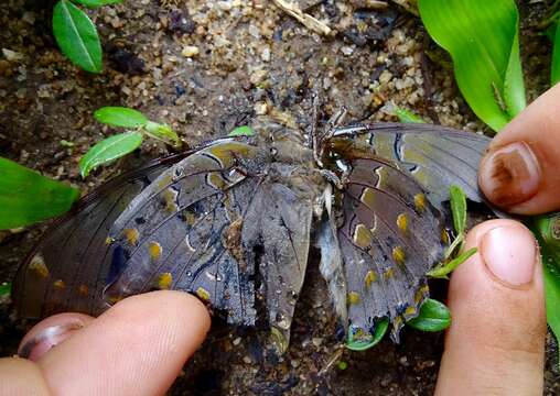 Charaxes bohemani Felder & Felder 1859的圖片