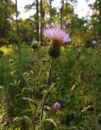 Cirsium engelmannii Rydb.的圖片