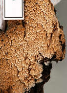 Image of Mycoacia nothofagi (G. Cunn.) Ryvarden 1981