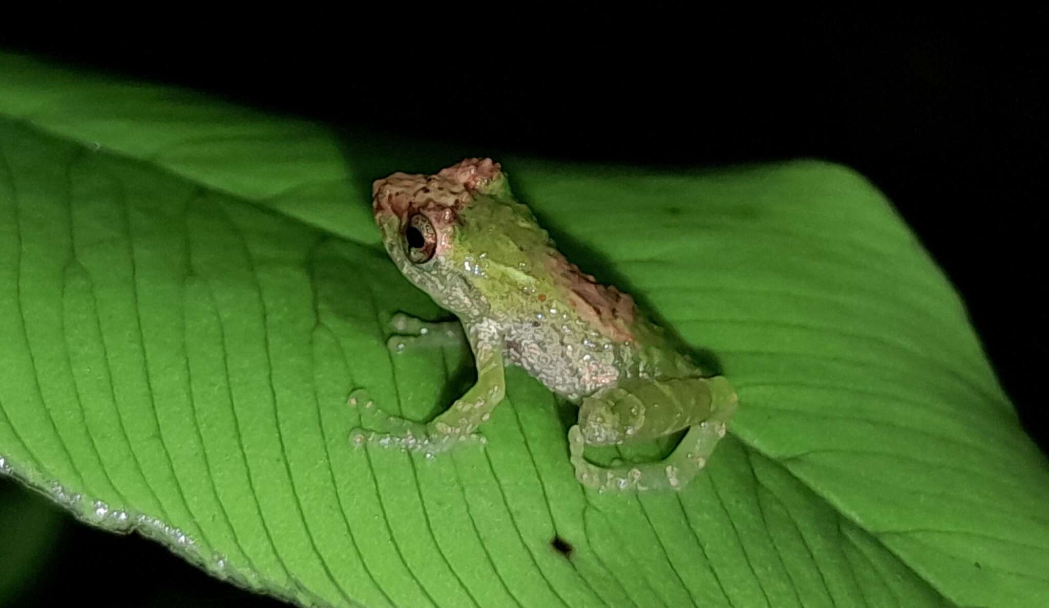 Image of Pristimantis petersioides Carrión-Olmedo & Ron 2021