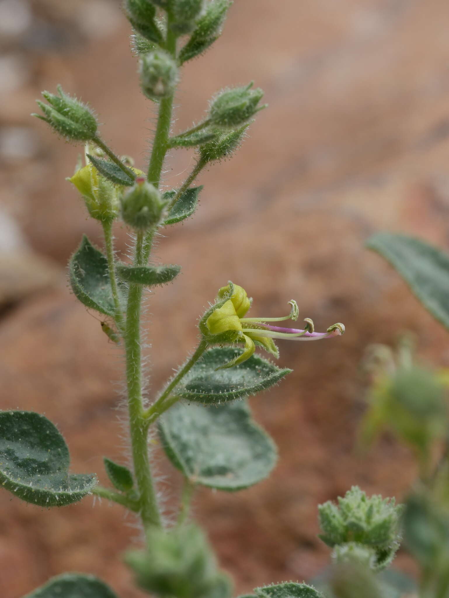 Image of Cleome dolichostyla Jafri