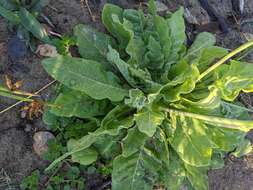 Image of velvet tobacco