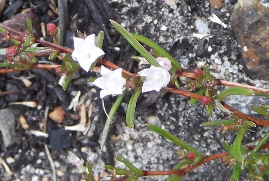 Image of Prismatocarpus sessilis var. sessilis