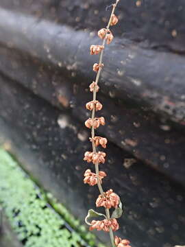 Image of Clustered Dock