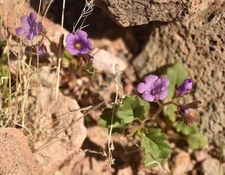 Phacelia pulchella var. gooddingii (Brand) J. T. Howell resmi