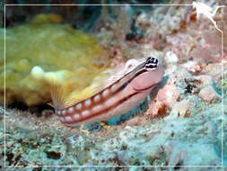 Image of Blackstriped combtooth blenny