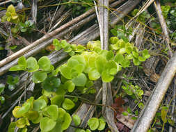 Plancia ëd Geniostoma rupestre var. crassum (Cheesem.) B. J. Conn