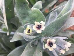 Image of Cynoglossum cheirifolium subsp. heterocarpum (G. Kunze) Maire