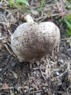 Image of Dark scaled mushroom