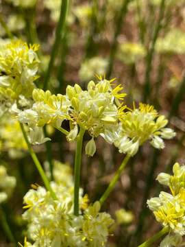 Image of Glischrocaryon flavescens (J. Drumm. ex Hook.) Orchard