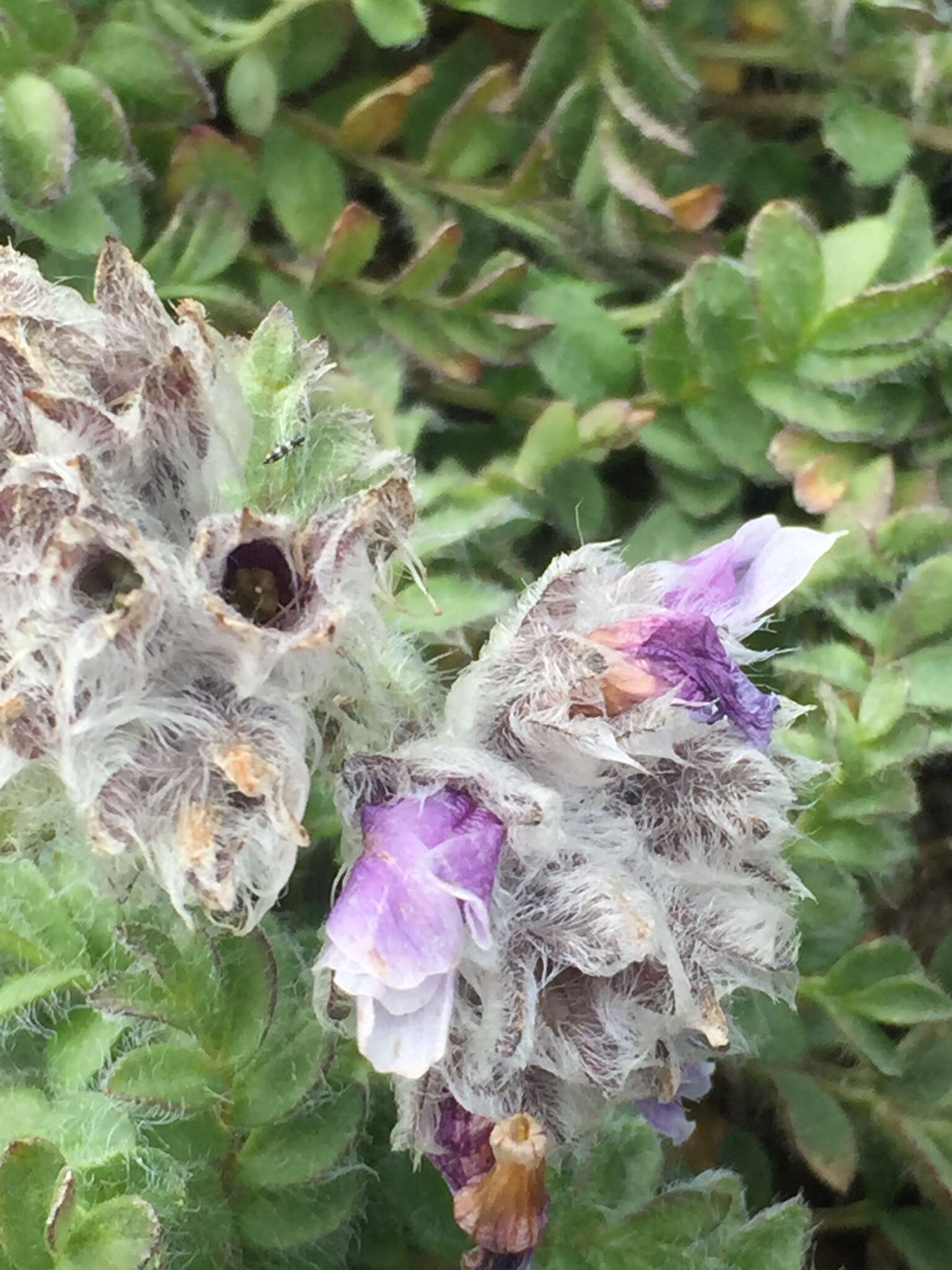 Image of Polemonium villosissimum (Hultén) D. F. Murray & Elven