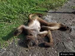 Image of Brown Spider Monkey