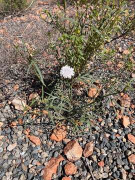 Image of Trachymene pilbarensis B. L. Rye