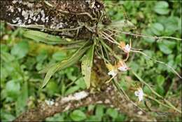 Image of Butterfly orchid