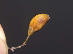 Image of Rourea glabra Kunth