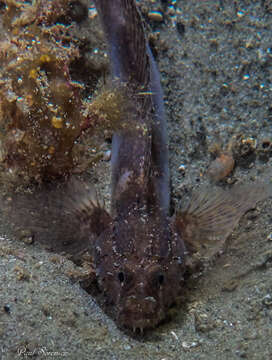 Image of Sculptured goby