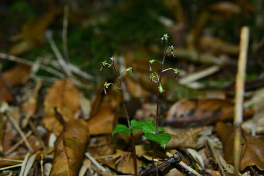 Image of Neottia japonica (Blume) Szlach.