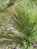 Image de Juncus trifidus L.