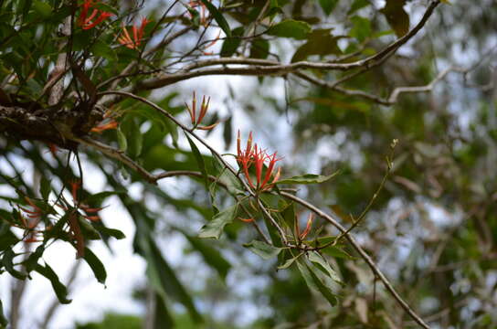 Image of Dendrophthoe curvata (Bl.) Bl.