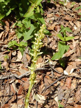 Imagem de Platanthera brevifolia (Greene) Senghas