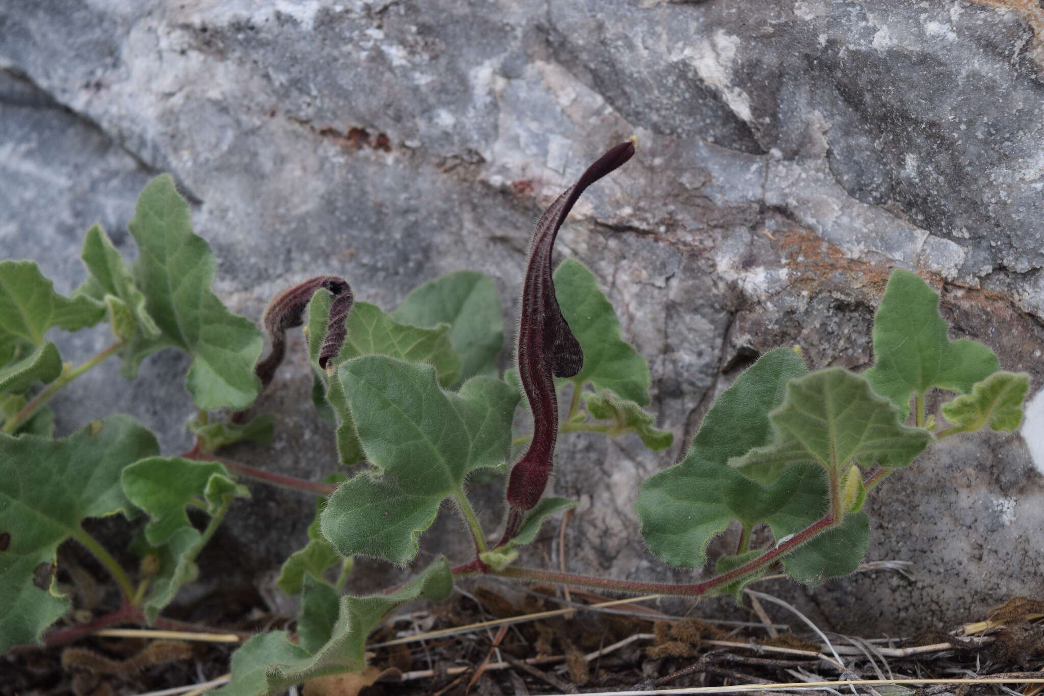 Image de Aristolochia wrightii Seem.