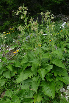 Image of Cirsium carniolicum Scop.