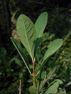 Imagem de Lonicera caerulea var. cauriana (Fern.) Boivin