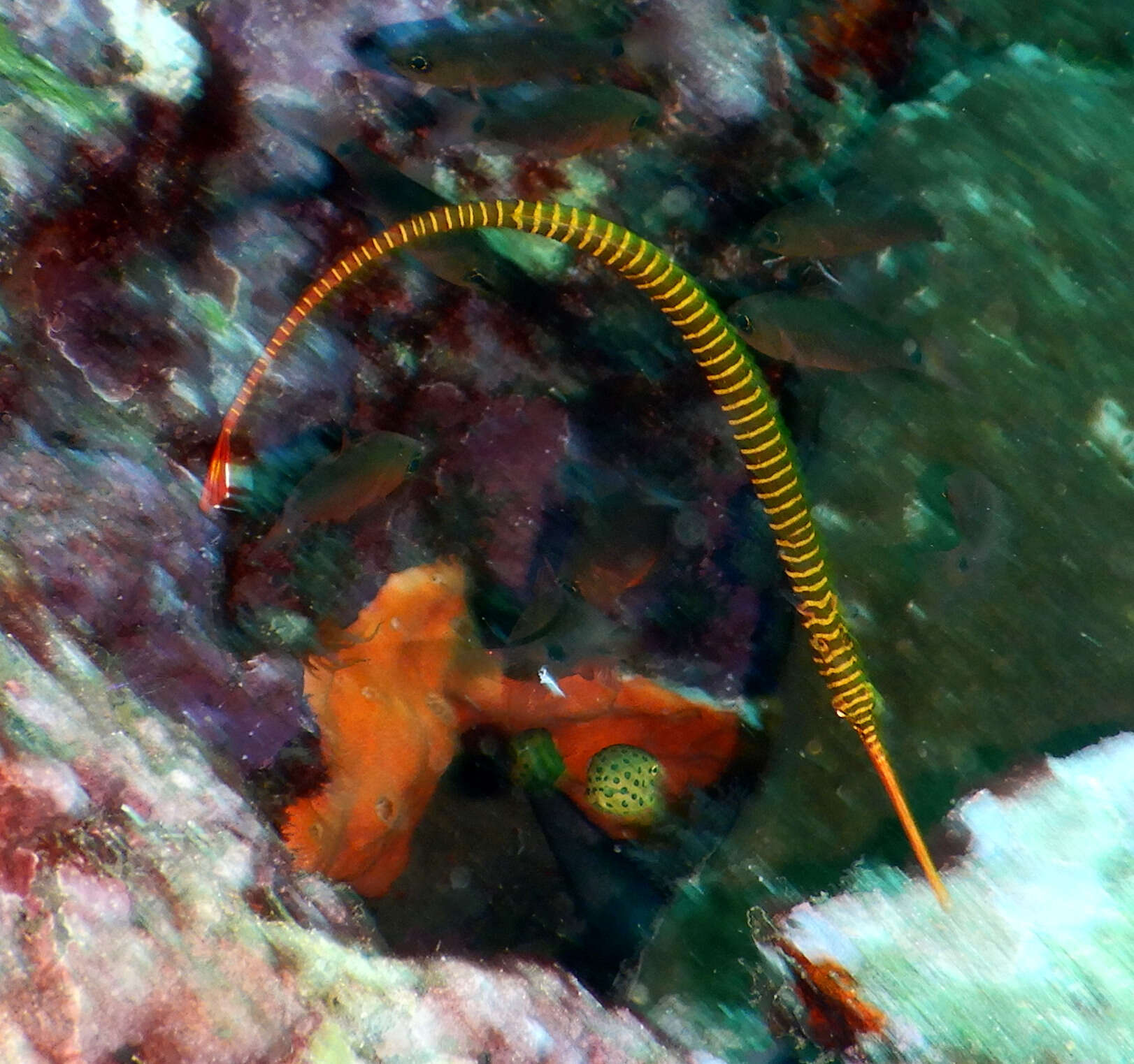 Image of Yellow banded pipefish