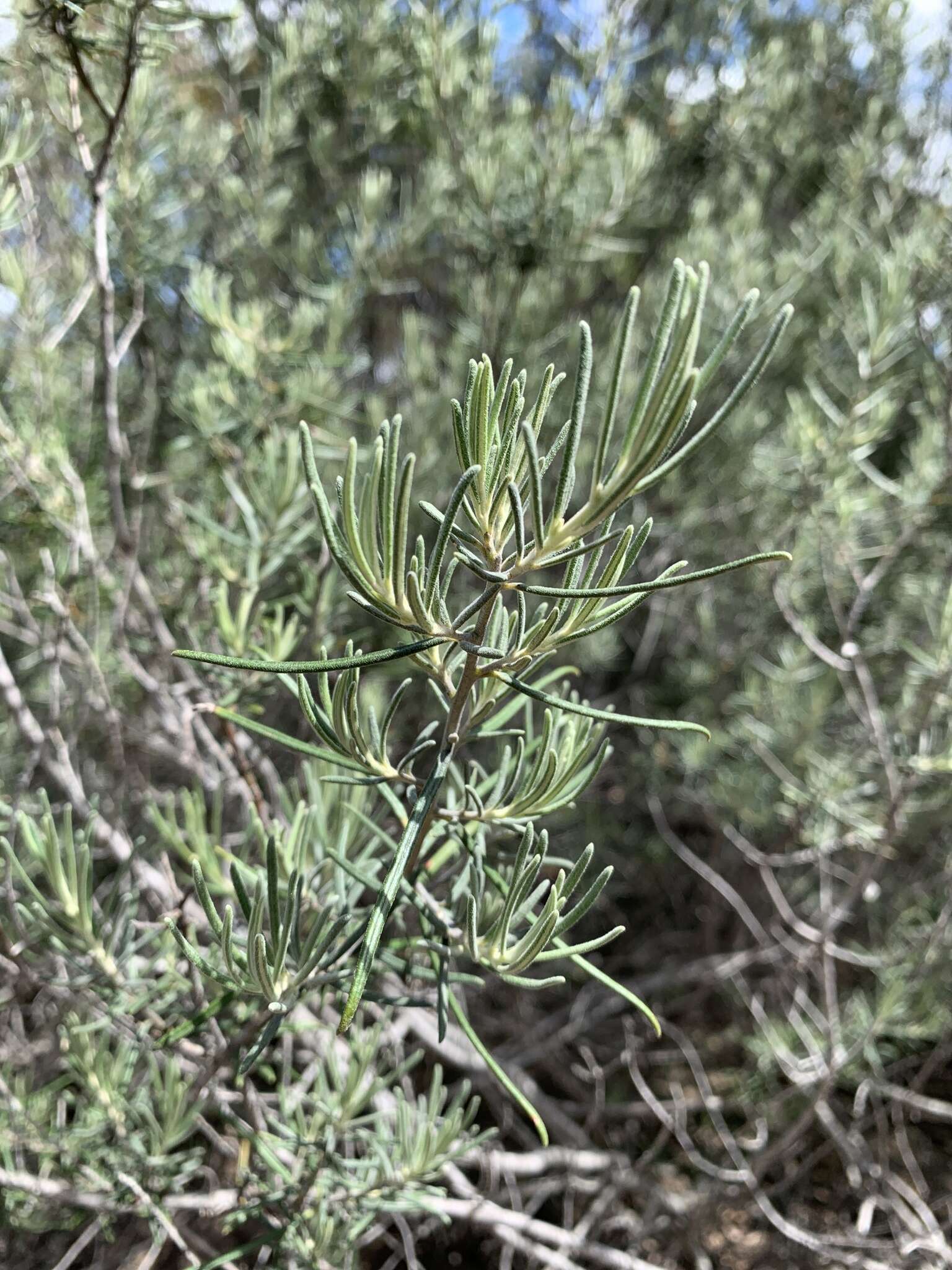 Image of Bertya tasmanica subsp. vestita Halford & R. J. F. Hend.