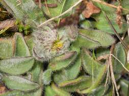 Image of Erigeron chionophilus Wedd.