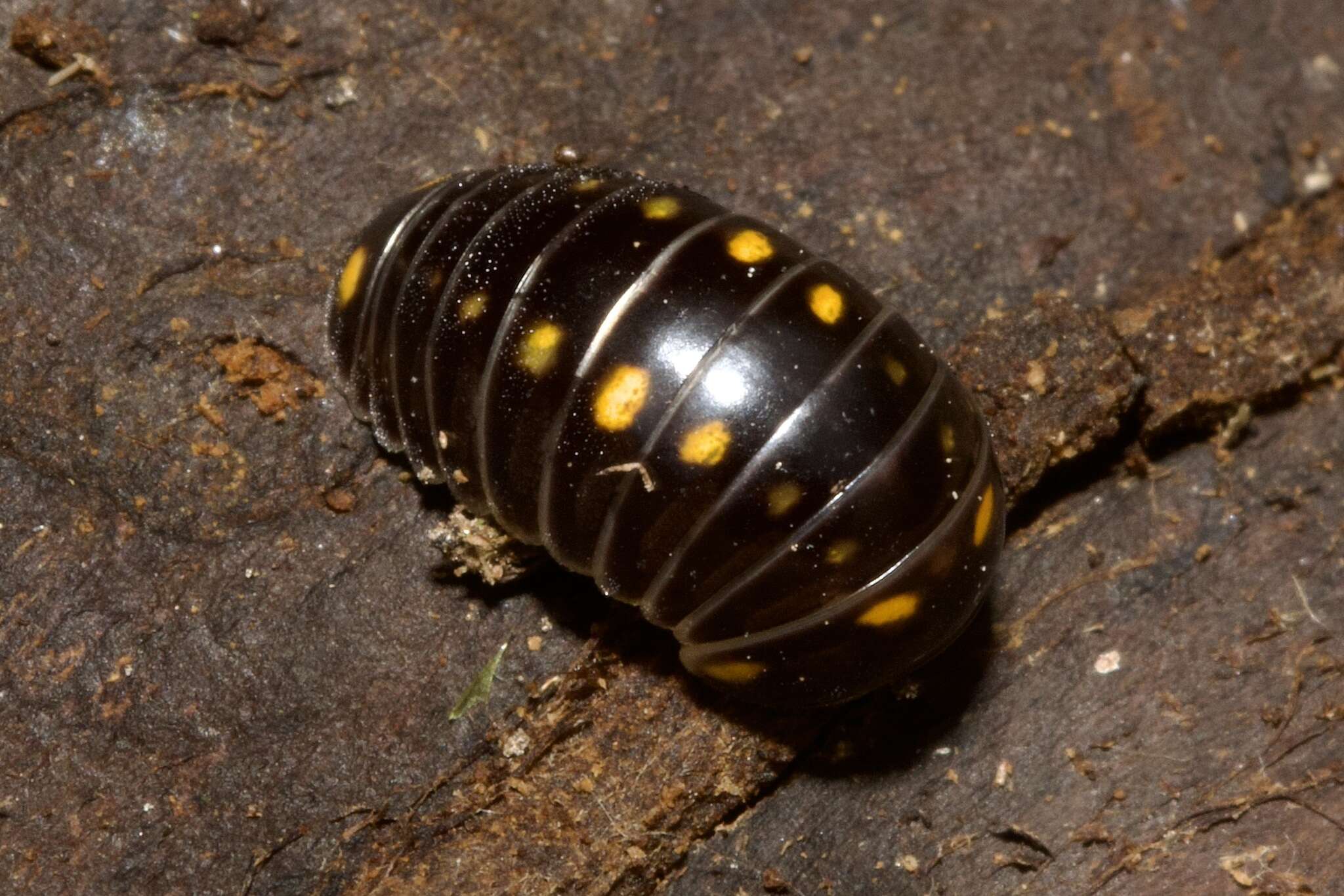 Image of Glomeris pustulata (Fabricius 1781)