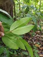 Imagem de Cynometra cauliflora L.