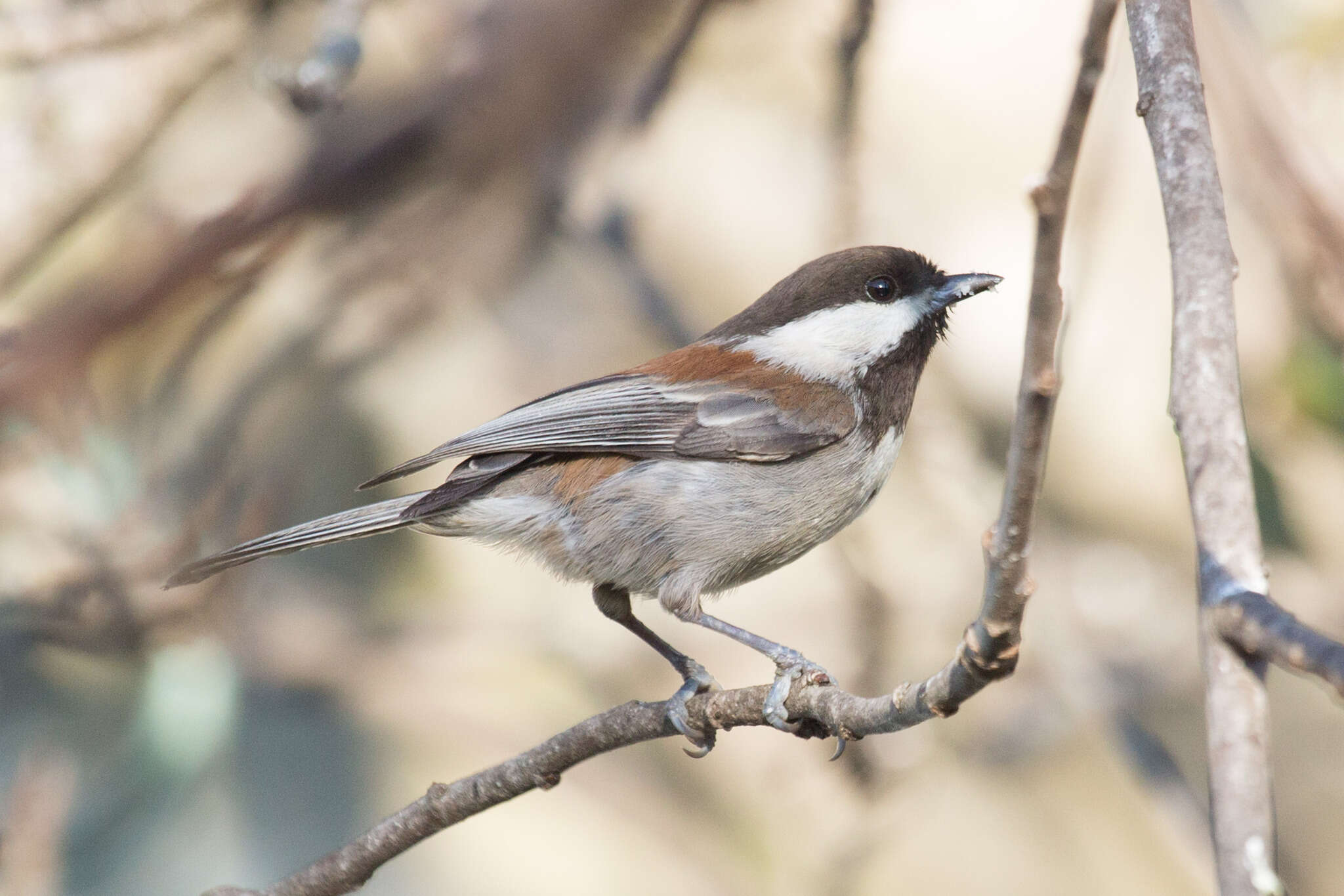 Image of Chestnut-backed Chickadee