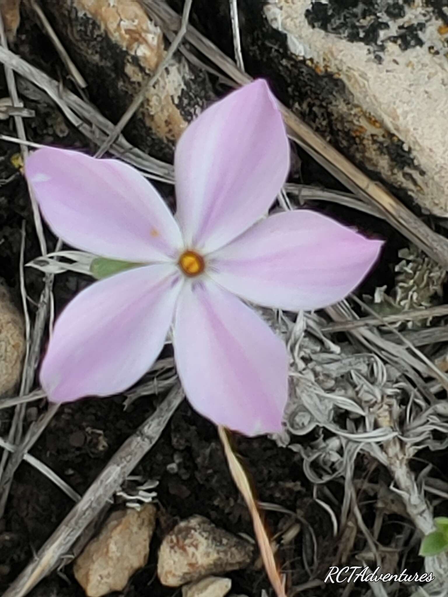 Image of alyssumleaf phlox