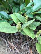 Image of Croton crassifolius Geiseler