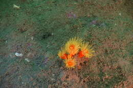 Image of tree coral